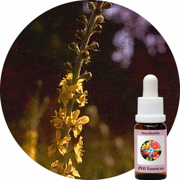 Agrimony (PHI Essences)