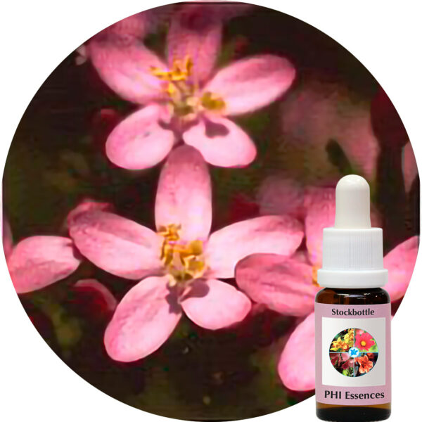 Centaury (PHI Essences)