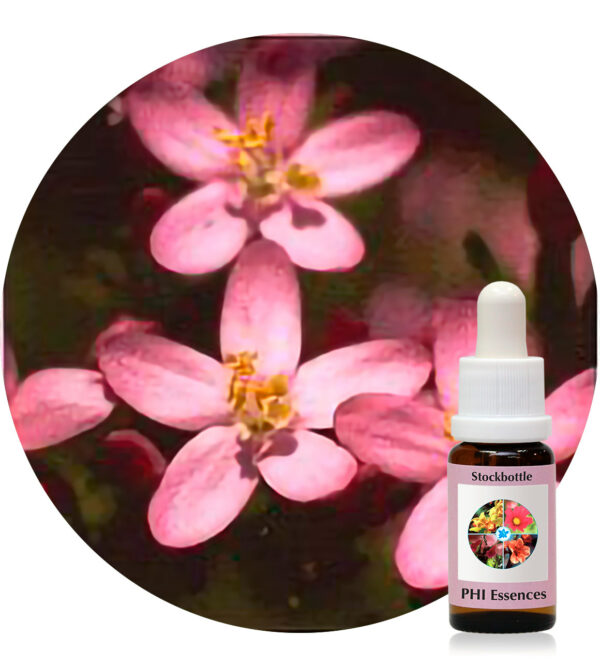 Centaury (PHI Essences)