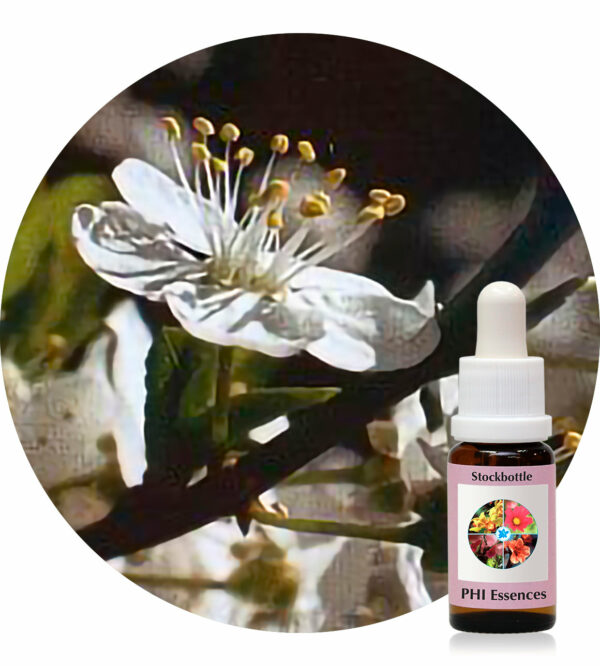 Cherry Plum (PHI Essences)