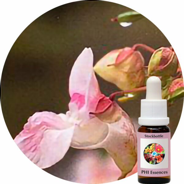 Impatiens (PHI Essences)