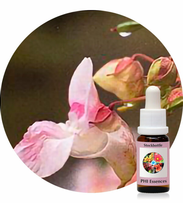 Impatiens (PHI Essences)