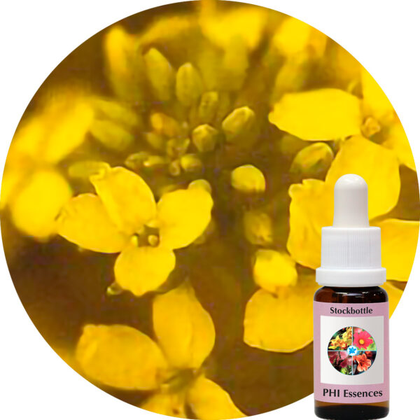 Mustard (PHI Essences)