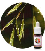 Wild Oat ( PHI Essences)