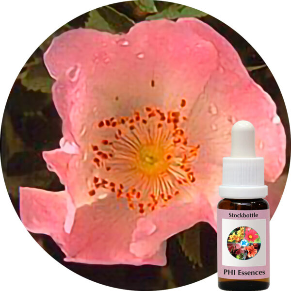 Wild Rose ( PHI Essences)